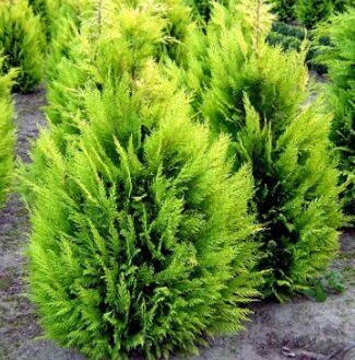 Losona paciprese 'Ivonne'